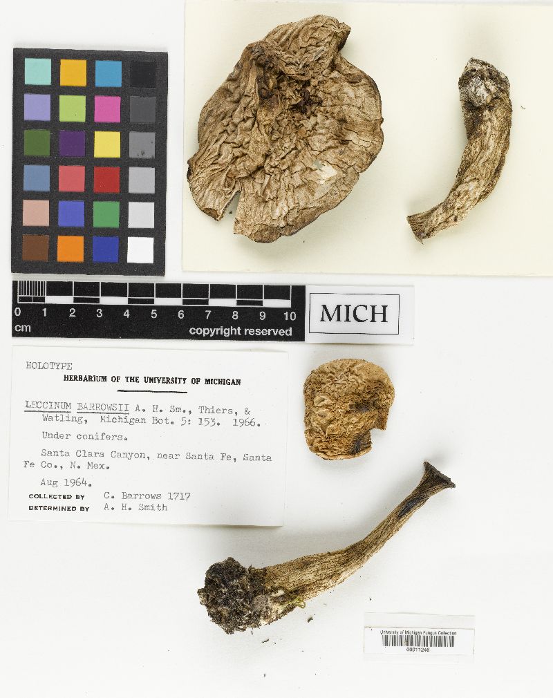 Leccinum barrowsii image