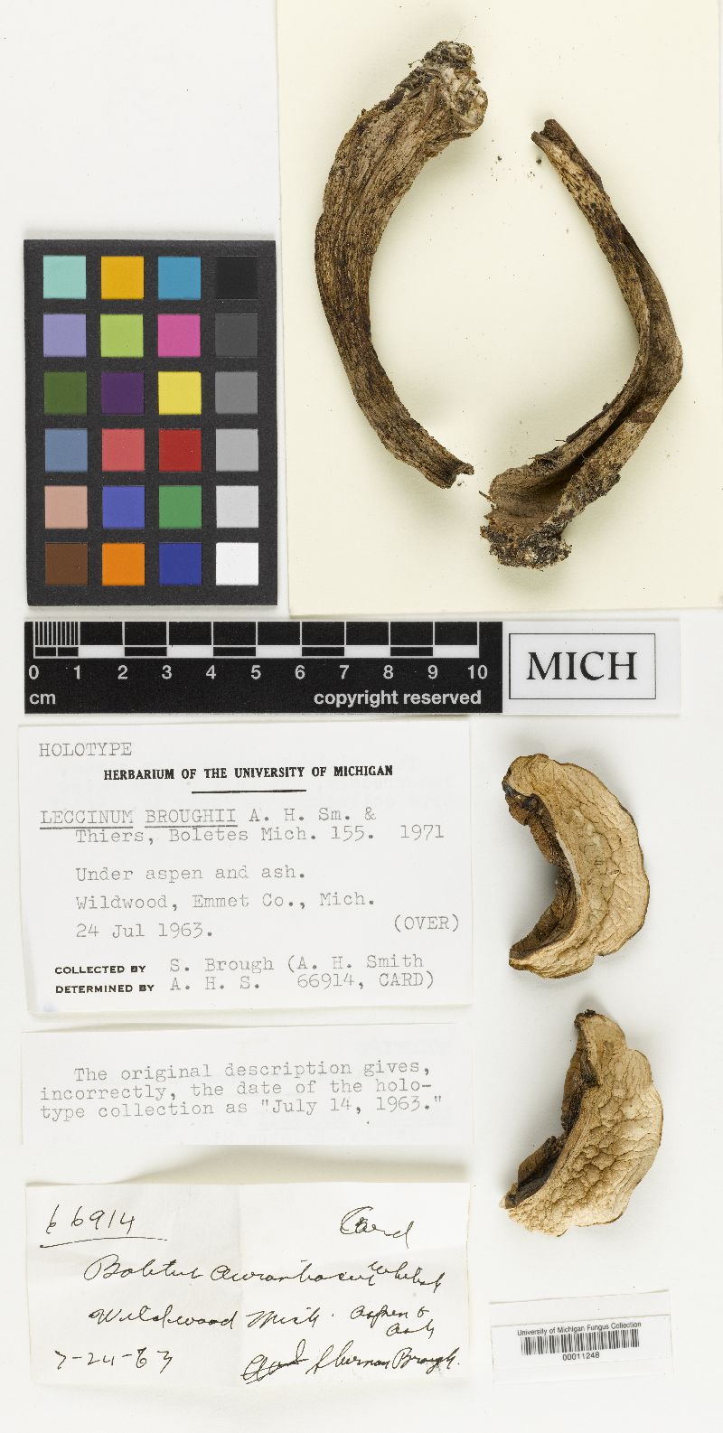 Leccinum broughii image