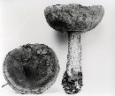 Leccinum coffeatum image