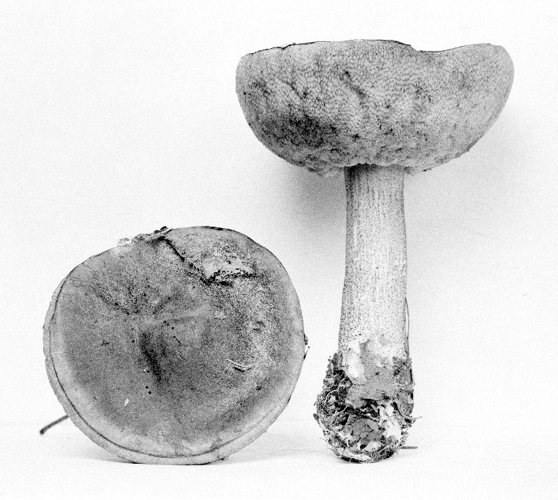 Leccinum coffeatum image