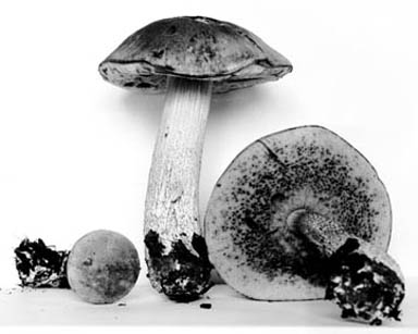 Leccinum disarticulatum image