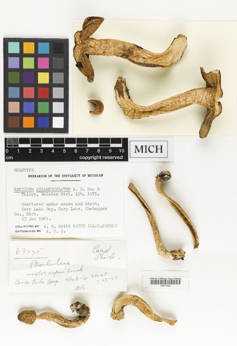 Leccinum disarticulatum image