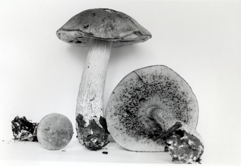 Leccinum disarticulatum image