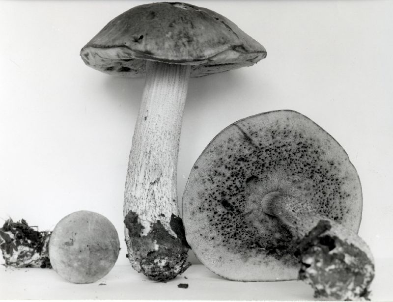 Leccinum disarticulatum image