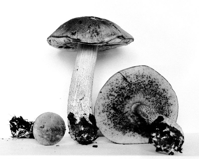 Leccinum disarticulatum image