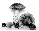 Leccinum disarticulatum image