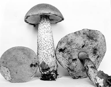 Leccinum insolens image