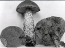 Leccinum insolens image