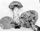 Leccinum insolens image