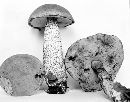 Image of Leccinum insolens