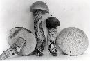 Leccinum griseonigrum image