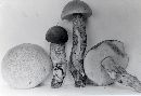 Leccinum griseonigrum image