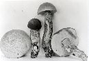 Leccinum griseonigrum image