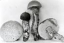 Leccinum griseonigrum image