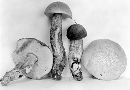 Leccinum griseonigrum image