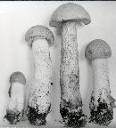 Leccinum laetum image