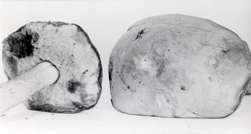 Leccinum laetum image