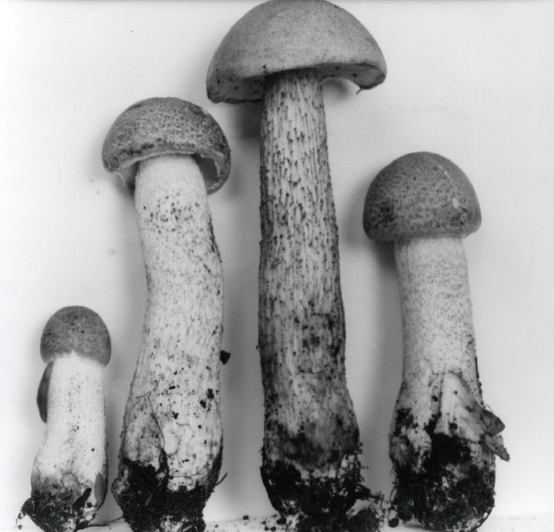 Leccinum laetum image