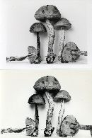 Leccinum luteum image
