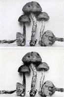 Leccinum luteum image