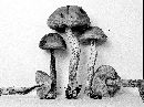 Leccinum luteum image