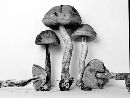 Leccinum luteum image