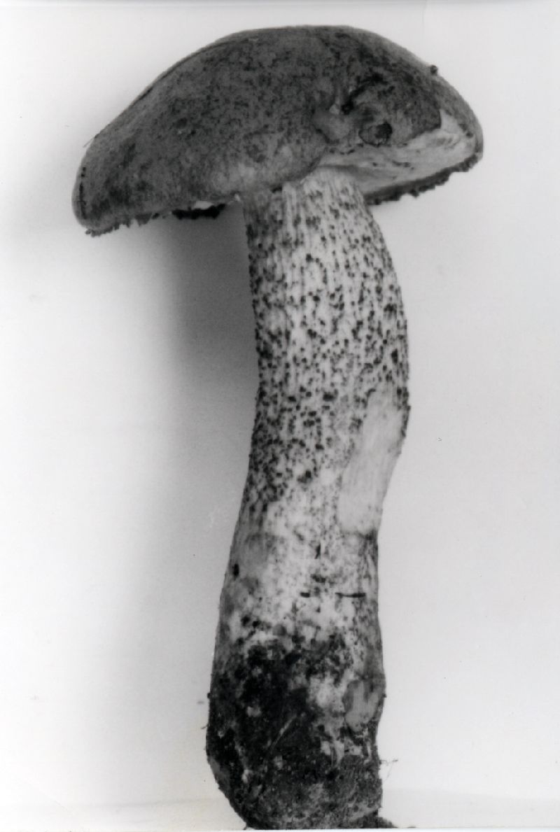 Leccinum obscurum image