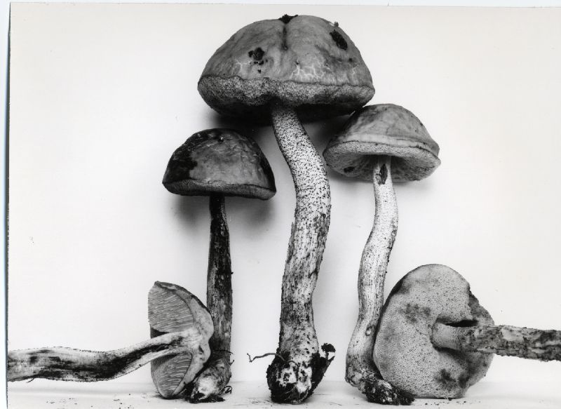 Leccinum obscurum image