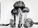 Leccinum obscurum image