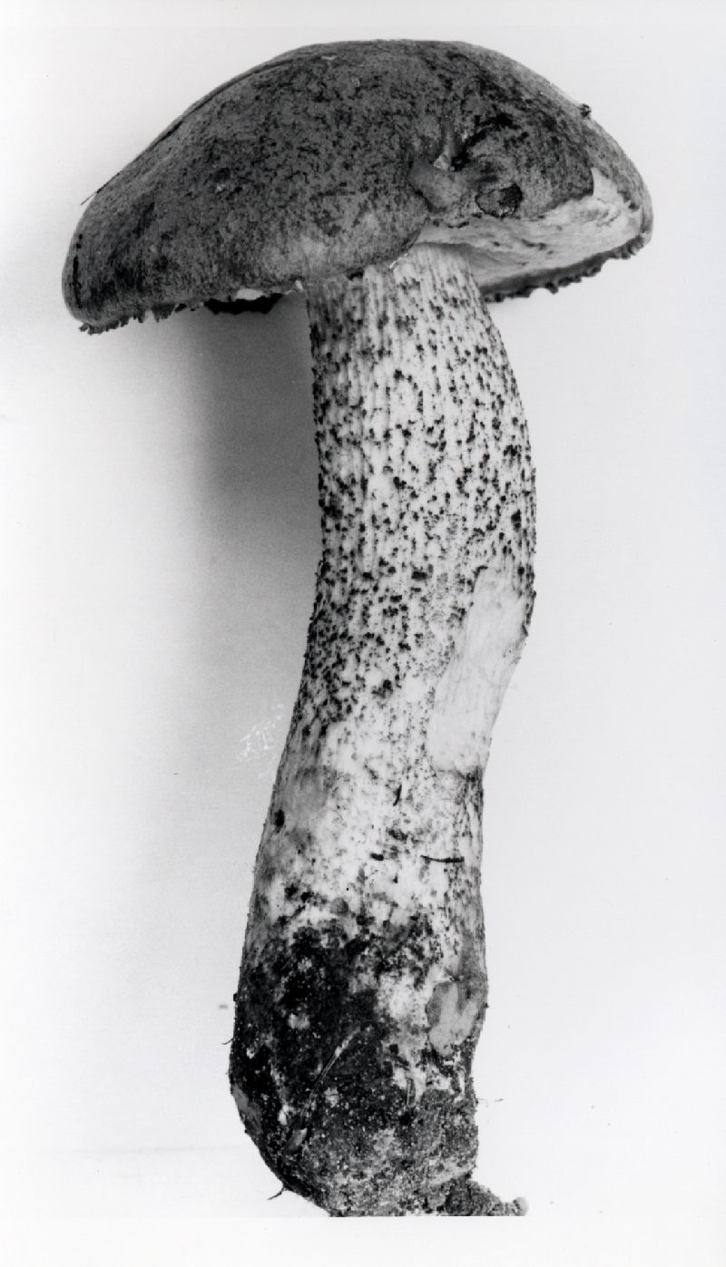 Leccinum obscurum image