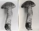 Leccinum obscurum image