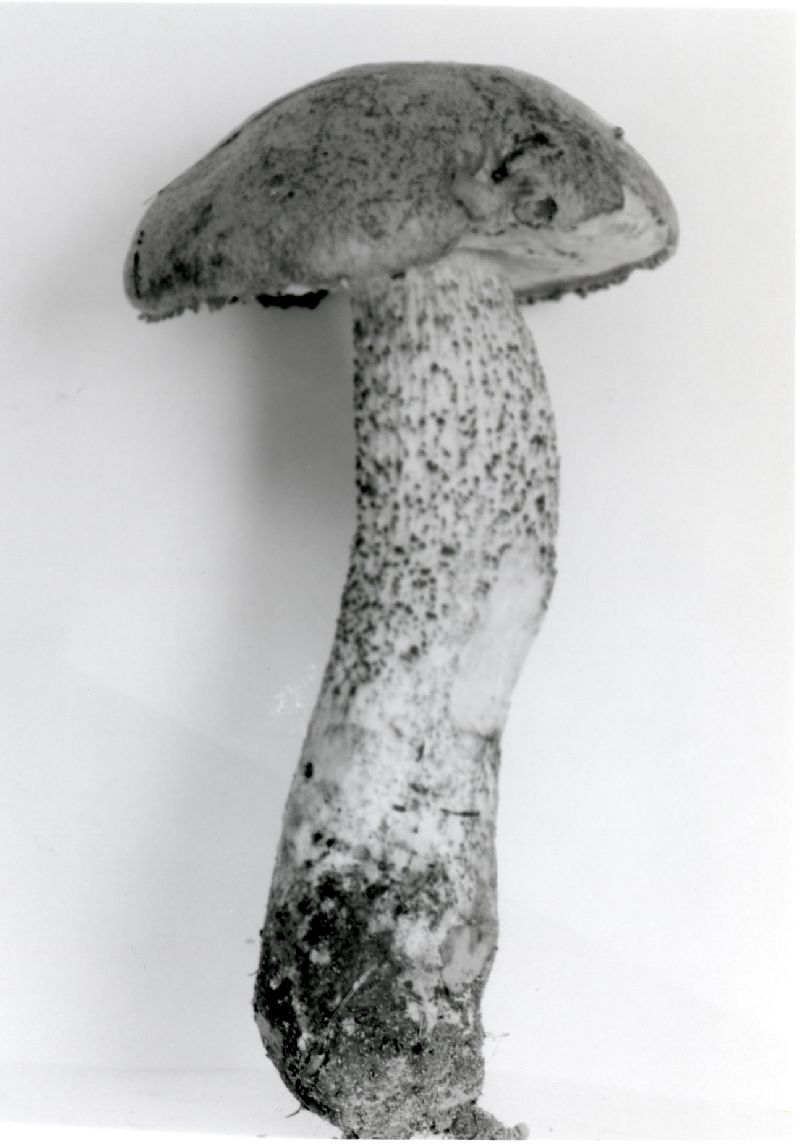 Leccinum obscurum image
