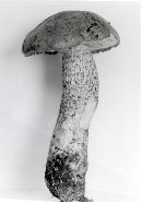 Leccinum obscurum image