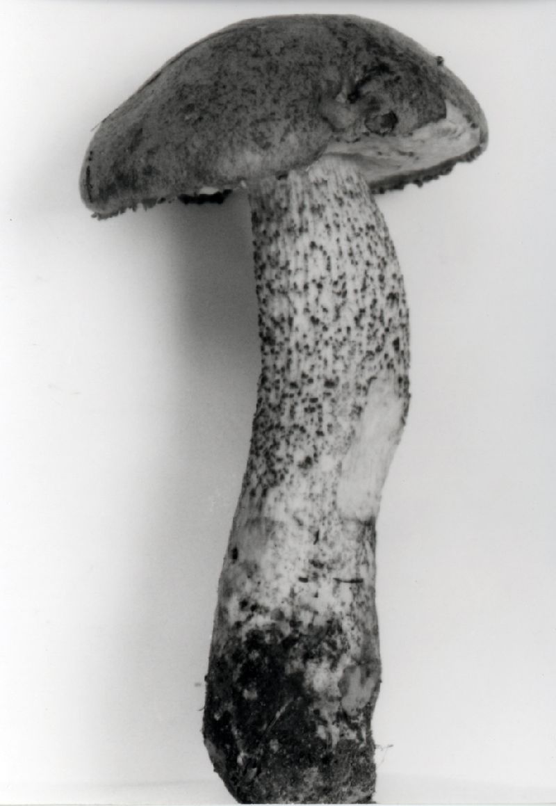 Leccinum obscurum image