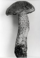 Leccinum obscurum image