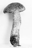 Leccinum obscurum image