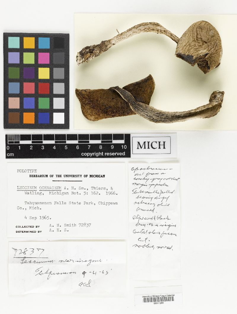 Leccinum ochraceum image