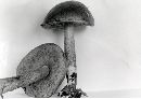 Leccinum olivaceoglutinosum image