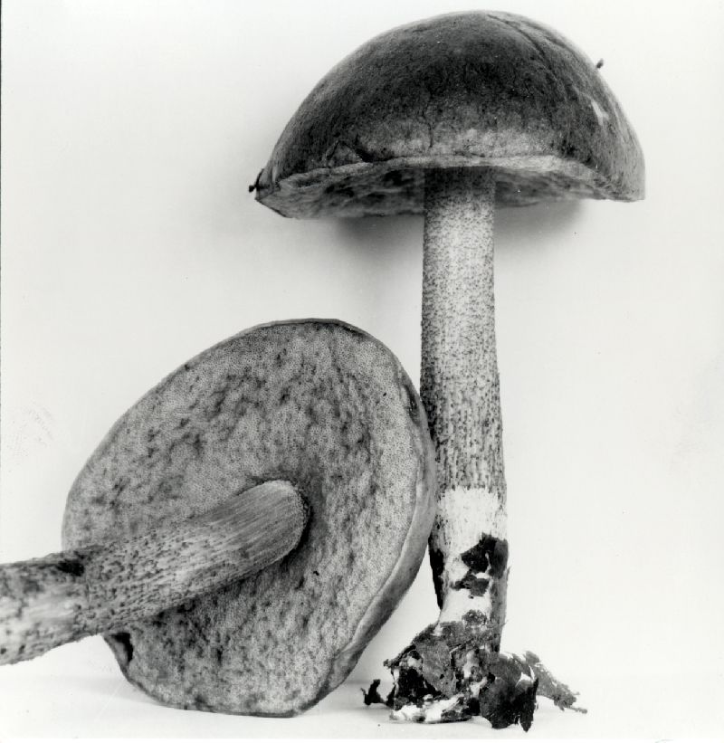Leccinum olivaceoglutinosum image