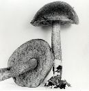 Leccinum olivaceoglutinosum image