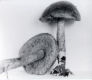 Leccinum olivaceoglutinosum image