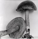 Leccinum olivaceoglutinosum image