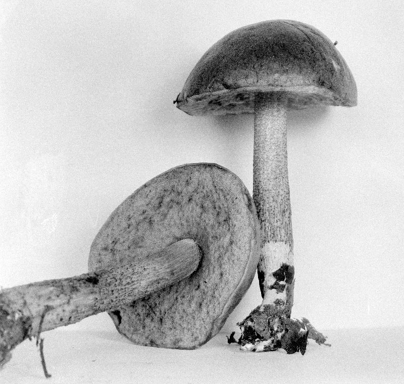 Leccinum olivaceoglutinosum image