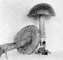 Leccinum olivaceoglutinosum image