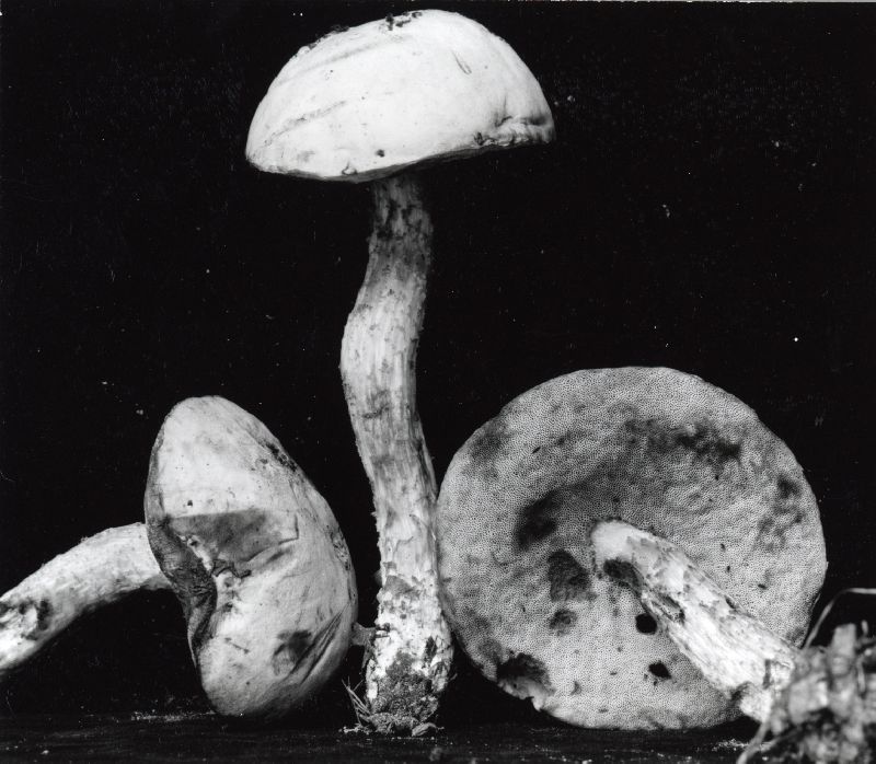 Leccinum olivaceopallidum image