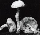 Leccinum olivaceopallidum image