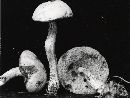 Leccinum olivaceopallidum image