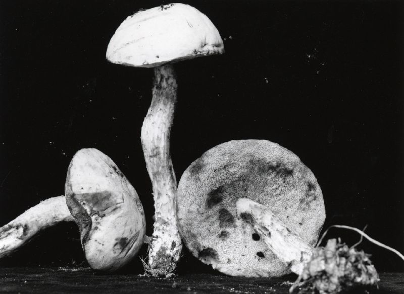 Leccinum olivaceopallidum image