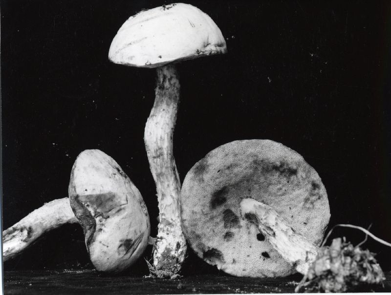 Leccinum olivaceopallidum image