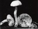 Leccinum olivaceopallidum image